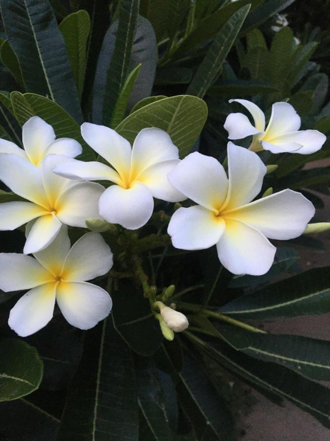 White Butterfly - A Countryside Homestay Thiruvananthapuram Exterior foto
