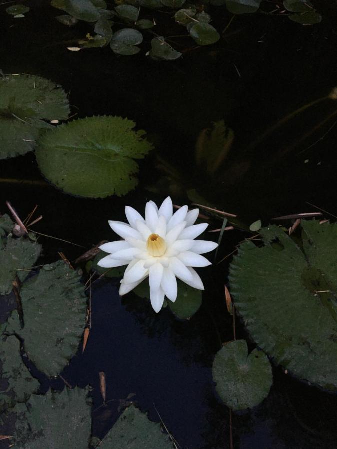 White Butterfly - A Countryside Homestay Thiruvananthapuram Exterior foto